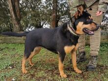 RITA, Hund, Mischlingshund in Slowakische Republik - Bild 8
