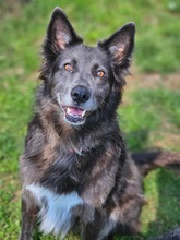 KLOTILD, Hund, Mudi-Mix in Bad Arolsen - Bild 1