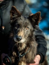 KLOTILD, Hund, Mudi-Mix in Bad Arolsen - Bild 11