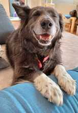 KLOTILD, Hund, Mudi-Mix in Bad Arolsen - Bild 2