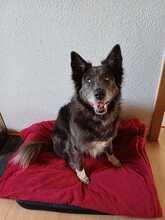 KLOTILD, Hund, Mudi-Mix in Bad Arolsen - Bild 4