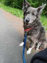 KLOTILD, Hund, Mudi-Mix in Bad Arolsen - Bild 5