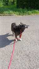 KLOTILD, Hund, Mudi-Mix in Bad Arolsen - Bild 6