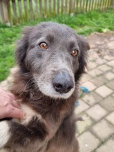 KLOTILD, Hund, Mudi-Mix in Bad Arolsen - Bild 7