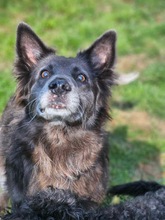 KLOTILD, Hund, Mudi-Mix in Bad Arolsen - Bild 8