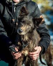KLOTILD, Hund, Mudi-Mix in Bad Arolsen - Bild 9