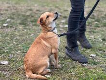 ZUMBA, Hund, Mischlingshund in Erlangen - Bild 2