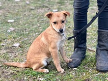 ZUMBA, Hund, Mischlingshund in Erlangen - Bild 3