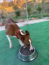 CALCETA, Hund, Mischlingshund in Spanien - Bild 10