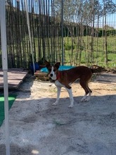 CALCETA, Hund, Mischlingshund in Spanien - Bild 4