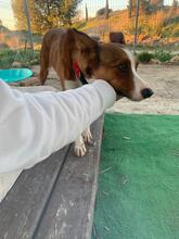 CALCETA, Hund, Mischlingshund in Spanien - Bild 7