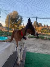 CALCETA, Hund, Mischlingshund in Spanien - Bild 8