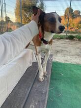 CALCETA, Hund, Mischlingshund in Spanien - Bild 9