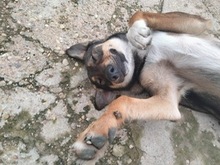 KEYLOR, Hund, Mischlingshund in Spanien - Bild 2
