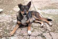KEYLOR, Hund, Mischlingshund in Spanien - Bild 3