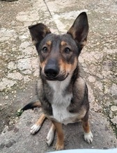 KEYLOR, Hund, Mischlingshund in Spanien - Bild 5