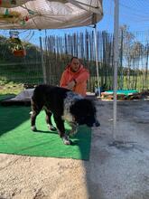 LALO, Hund, Wasserhund-Mix in Spanien - Bild 10