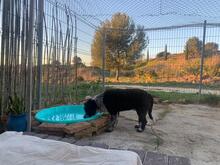 LALO, Hund, Wasserhund-Mix in Spanien - Bild 11