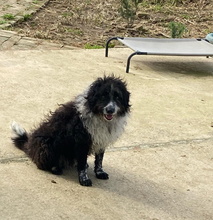 LALO, Hund, Wasserhund-Mix in Spanien - Bild 14