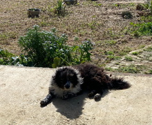 LALO, Hund, Wasserhund-Mix in Spanien - Bild 15