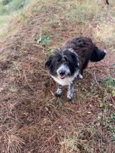 LALO, Hund, Wasserhund-Mix in Spanien - Bild 3