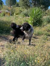 LALO, Hund, Wasserhund-Mix in Spanien - Bild 4