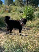 LALO, Hund, Wasserhund-Mix in Spanien - Bild 5