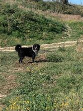 LALO, Hund, Wasserhund-Mix in Spanien - Bild 6