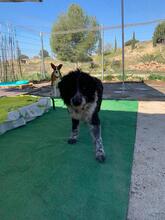 LALO, Hund, Wasserhund-Mix in Spanien - Bild 9