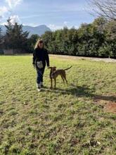 ALBI, Hund, Mischlingshund in Griechenland - Bild 5