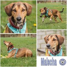MAISCHA, Hund, Mischlingshund in Goldbach - Bild 1