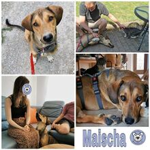 MAISCHA, Hund, Mischlingshund in Goldbach - Bild 2
