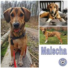 MAISCHA, Hund, Mischlingshund in Goldbach - Bild 3