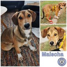 MAISCHA, Hund, Mischlingshund in Goldbach - Bild 4