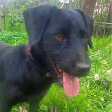 RIO, Hund, Terrier-Mix in Bosnien und Herzegowina - Bild 1