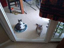 KADIFE, Katze, Hauskatze in Mainz - Bild 4