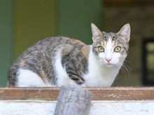 DZUFKA, Katze, Hauskatze in Bulgarien - Bild 4