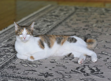 DZUFKA, Katze, Hauskatze in Bulgarien - Bild 6