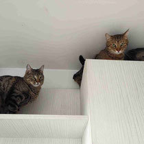 DONATELLA, Katze, Hauskatze in Bulgarien - Bild 11