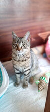DONATELLA, Katze, Hauskatze in Bulgarien - Bild 3
