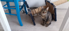 DONATELLA, Katze, Hauskatze in Bulgarien - Bild 6