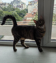 DONATELLA, Katze, Hauskatze in Bulgarien - Bild 9