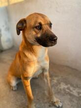 JORDAN, Hund, Mischlingshund in Griechenland - Bild 10