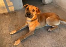 JORDAN, Hund, Mischlingshund in Griechenland - Bild 11