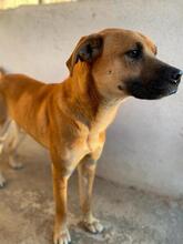 JORDAN, Hund, Mischlingshund in Griechenland - Bild 12