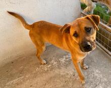 JORDAN, Hund, Mischlingshund in Griechenland - Bild 14