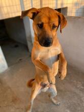 JORDAN, Hund, Mischlingshund in Griechenland - Bild 15
