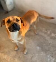 JORDAN, Hund, Mischlingshund in Griechenland - Bild 17