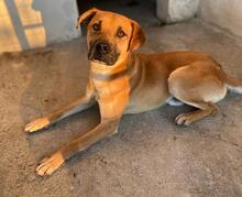 JORDAN, Hund, Mischlingshund in Griechenland - Bild 3