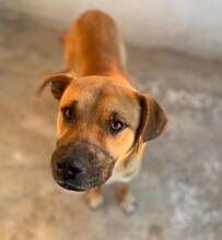 JORDAN, Hund, Mischlingshund in Griechenland - Bild 5